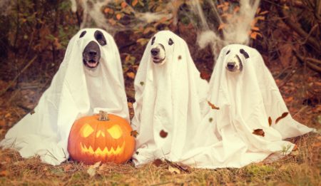 I Love Halloween Kim Mooney shares the significance of holidays that honor the dead