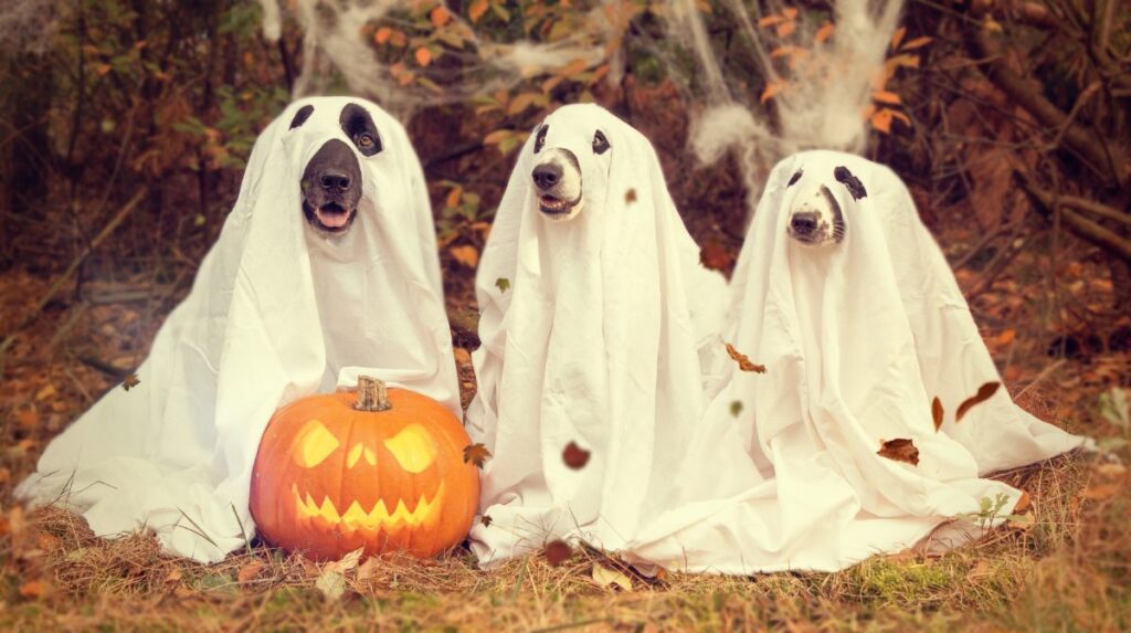 I Love Halloween Kim Mooney shares the significance of holidays that honor the dead